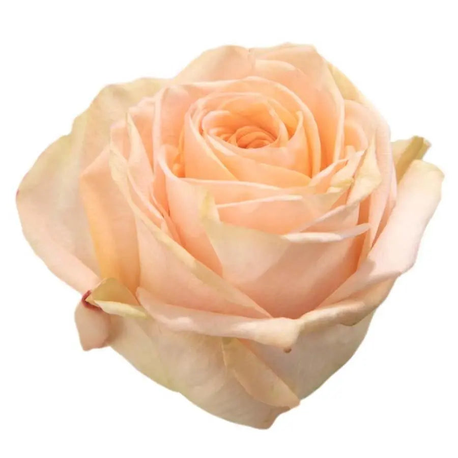 Rose Tiffany