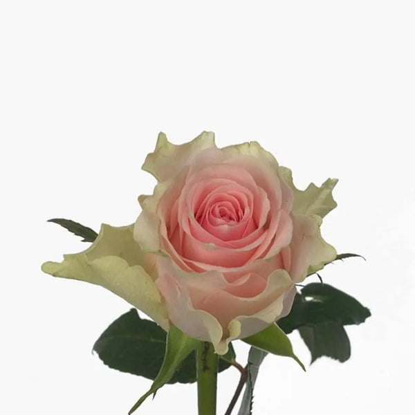 Rose Top Gear
