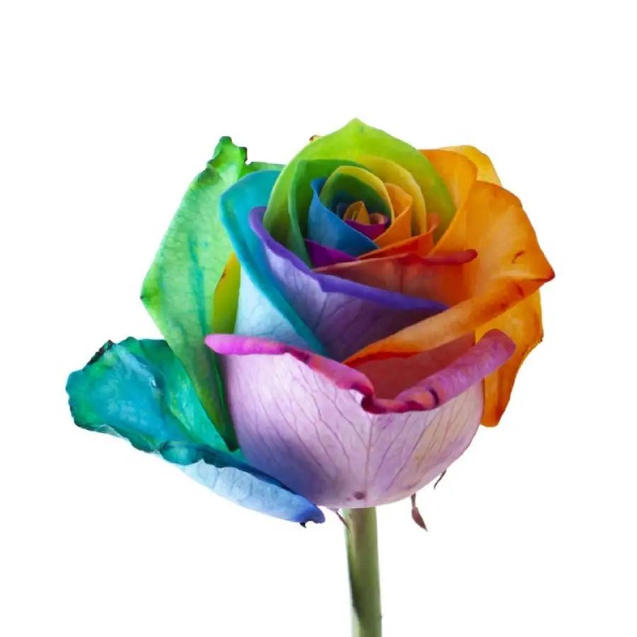 Rose Vendela Painted Rainbow - 40 Stem Bunch