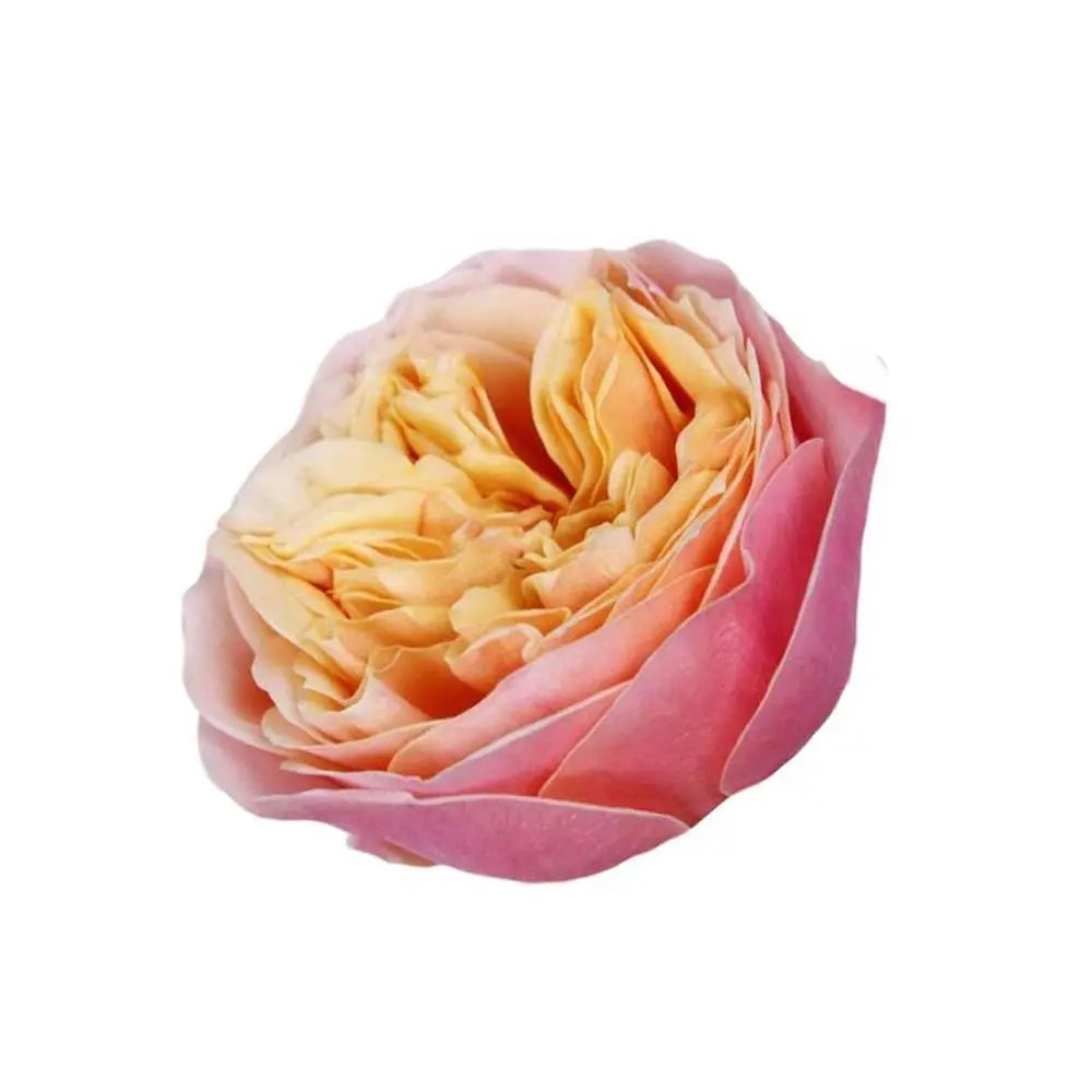 Rose Vuvuzela