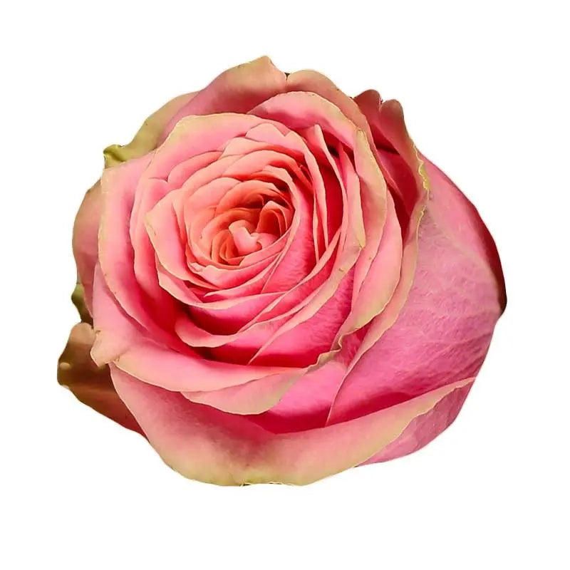 Rose Wild Look
