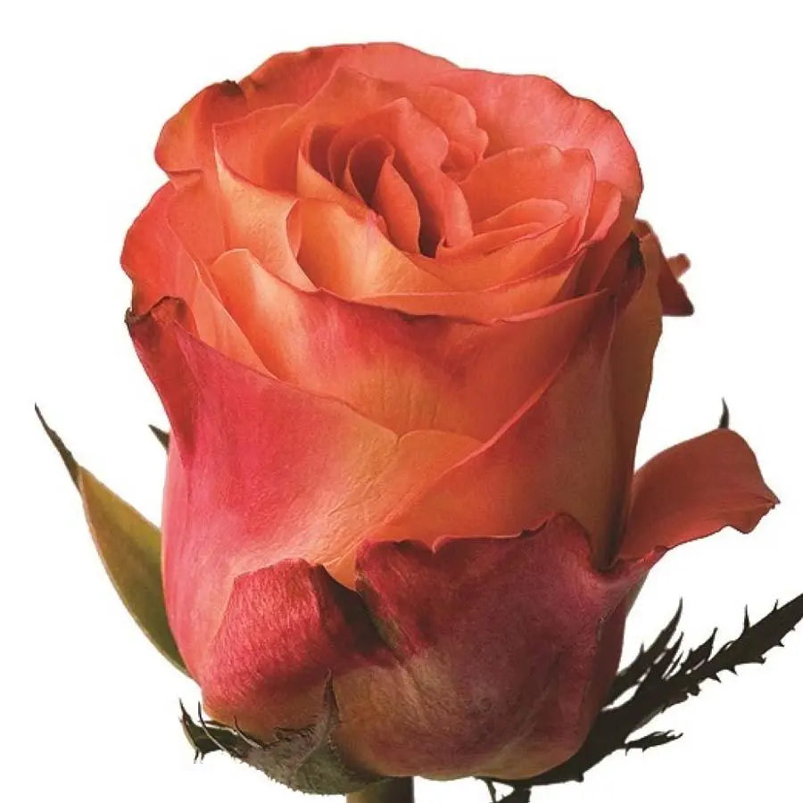 Rose Wild Spirit