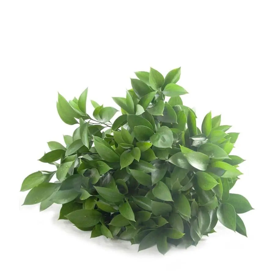 Ruscus Israeli - 50 Stem Bunch