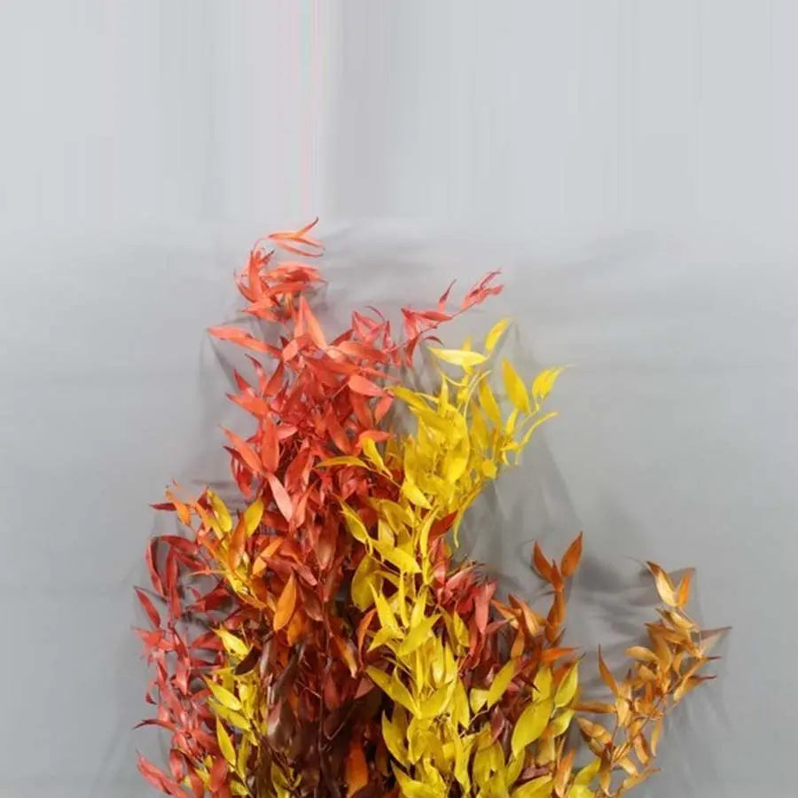 Ruscus Italian Painted - Choose Your Color - 10 Bunches Holex Dutch