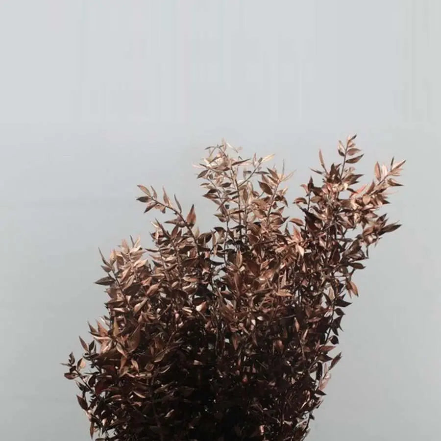 Ruscus Italian Preserved - 10 Bunches