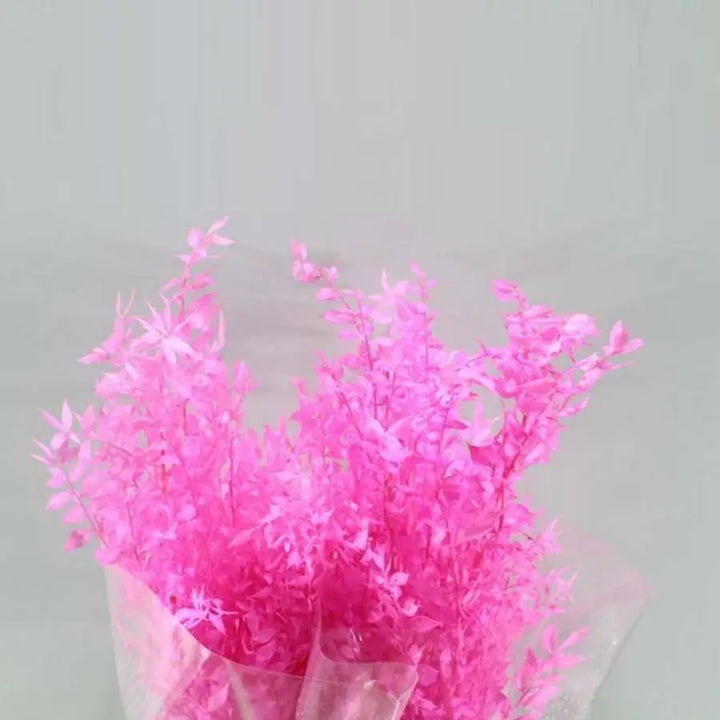 Ruscus Italian Preserved - 10 Bunches