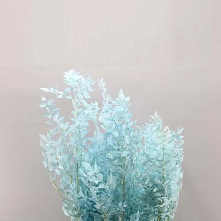 Ruscus Italian Preserved - 10 Bunches