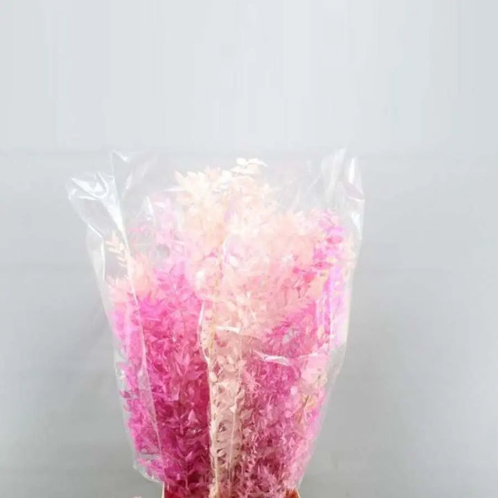 Ruscus Italian Preserved - 10 Bunches