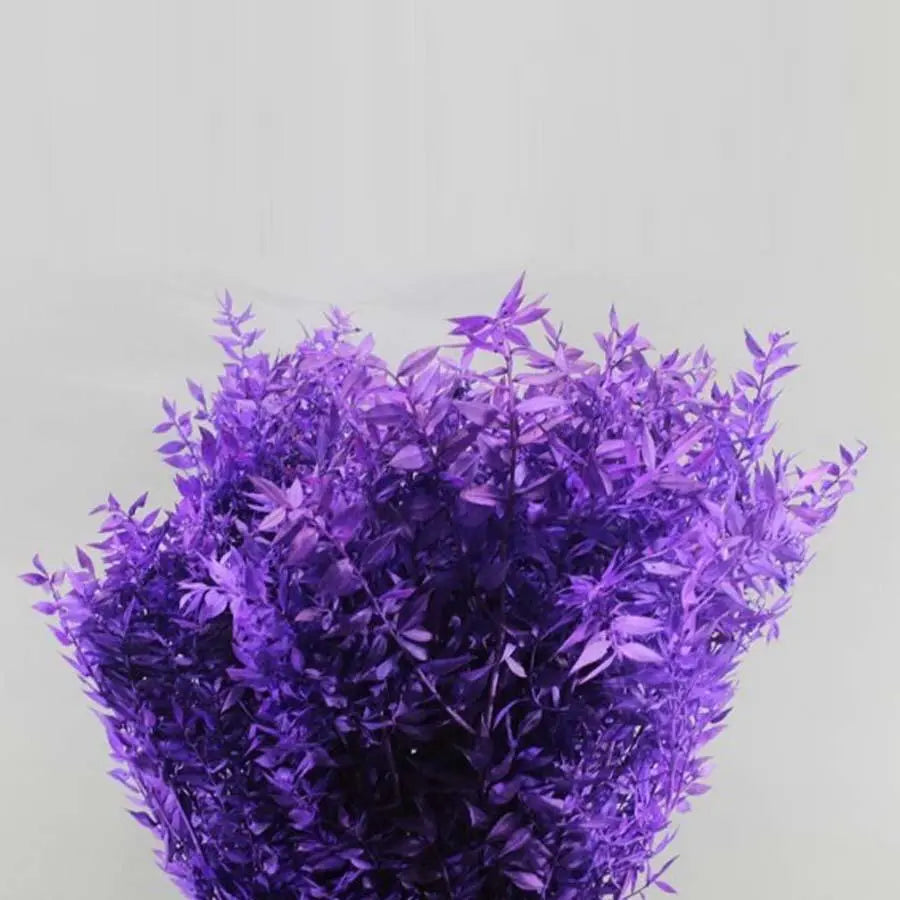 Ruscus Italian Preserved - 10 Bunches