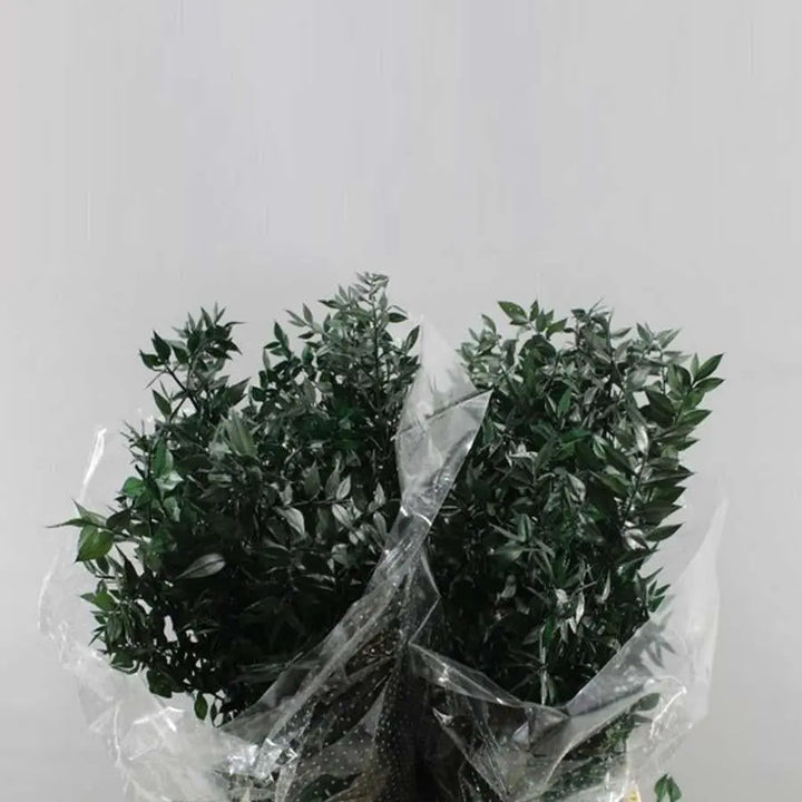 Ruscus Italian Preserved - 10 Bunches