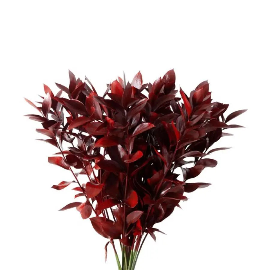 Ruscus Painted - 50 Stem Bunch