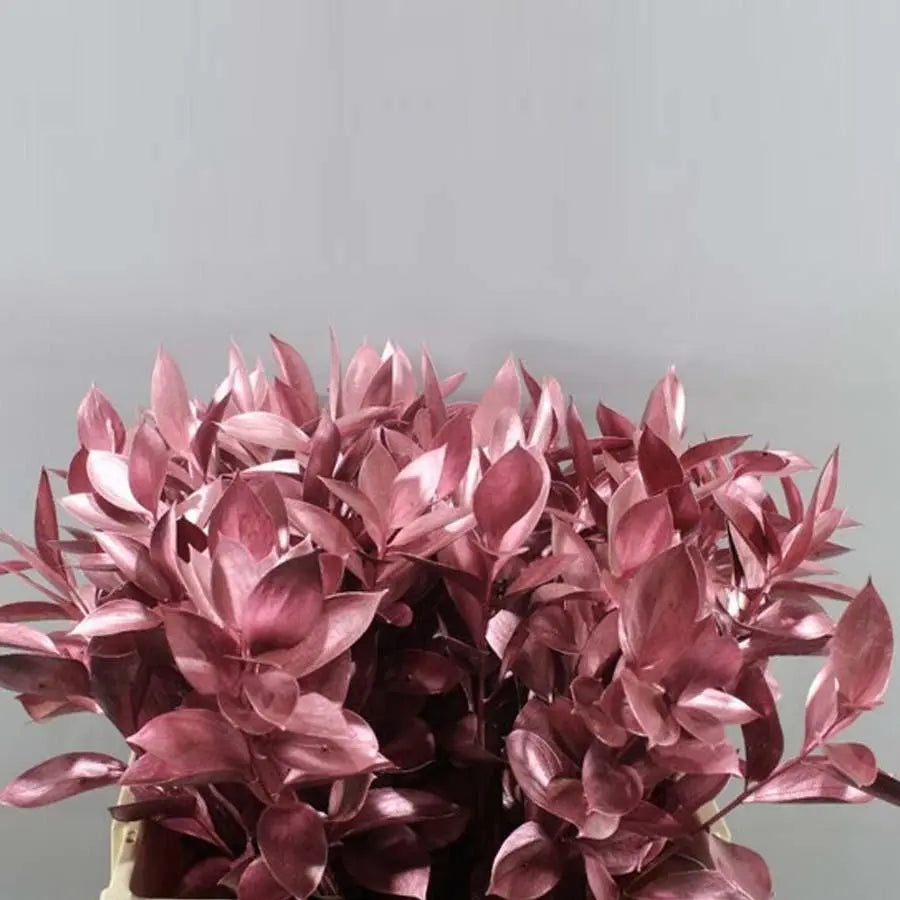 Ruscus - PetalDriven