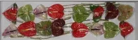 Anthurium Assorted Colors 13cm - 12 Stem Pack