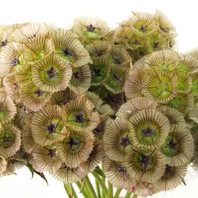 Scabiosa Pods