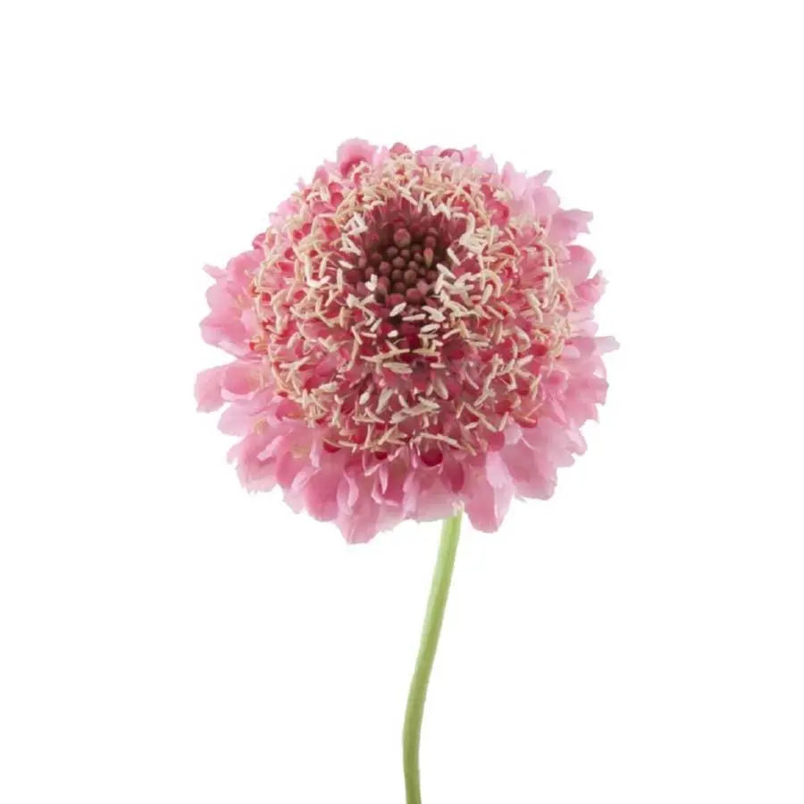 Scabiosa Candy Scoop - 60 Stem Bunch