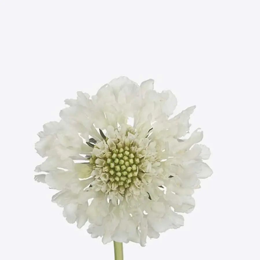 Scabiosa Focal Scoop White - 60 Stem Bunch