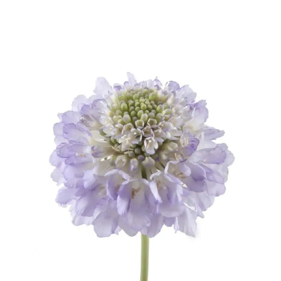 Scabiosa Lavender Scoop - 50 Stem Bunch