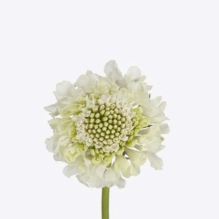 Scabiosa Milky Scoop - 50 Stem Bunch