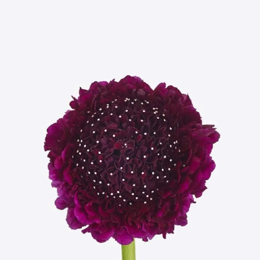 Scabiosa Red Velvet - 60 Stem Bunch