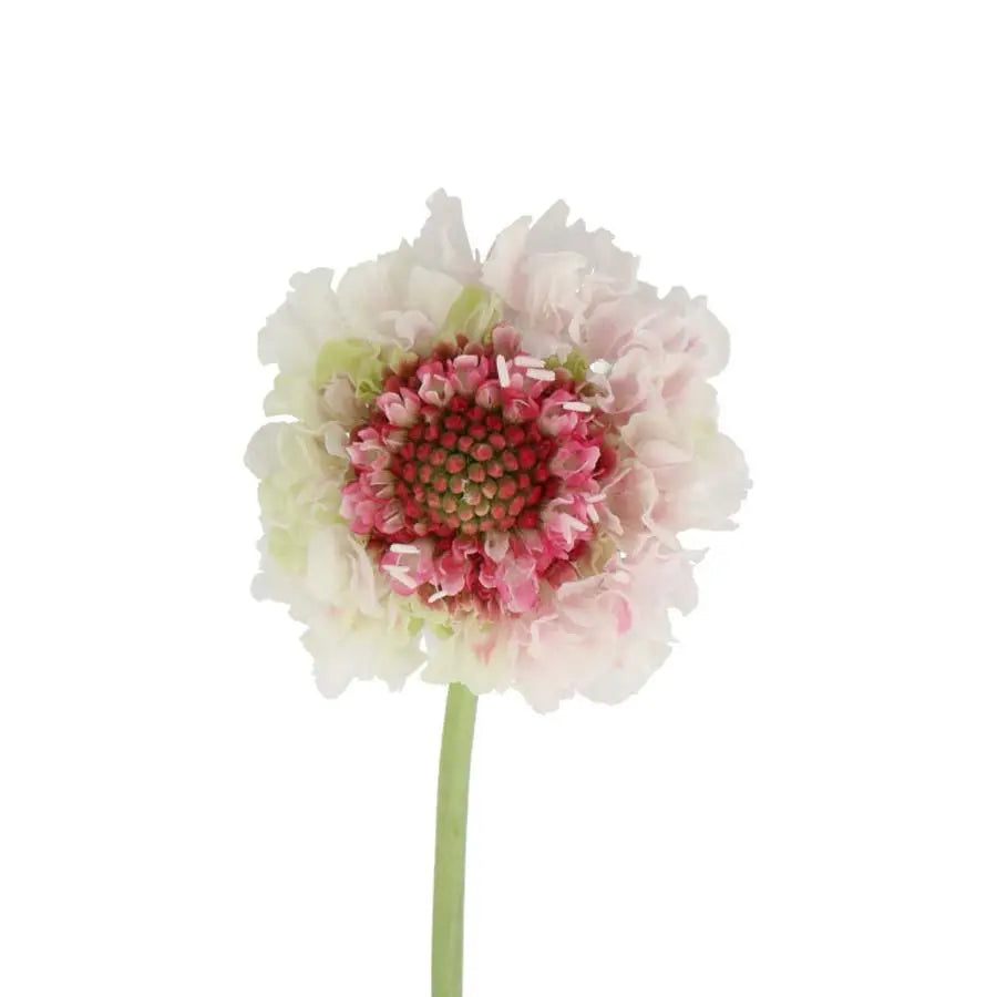 Scabiosa Strawberry Hoop Scoop - 60 Stem Bunch – PetalDriven