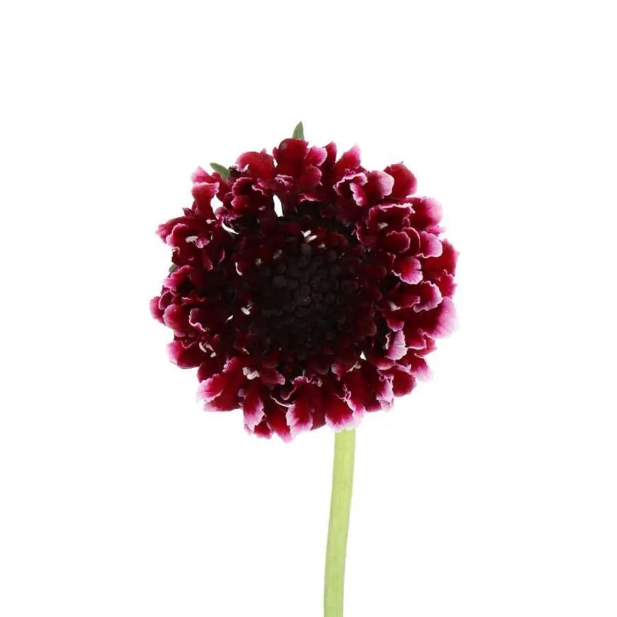 Scabiosa Sweet Cherry Scoop - 60 Stem Bunch