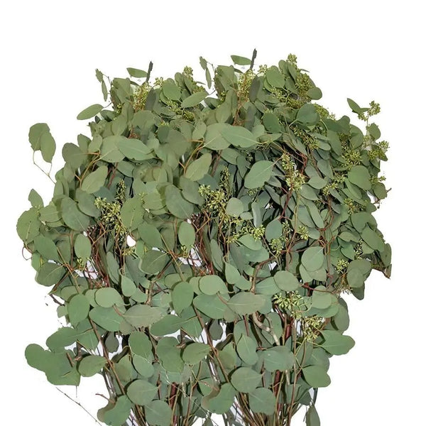 seeded eucalyptus plants for sale Seeded Eucalyptus : High Quality Bulk Box Delivery – PetalDriven