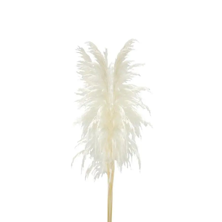 Selloana Pampas Grass Bleached - 200 Stems