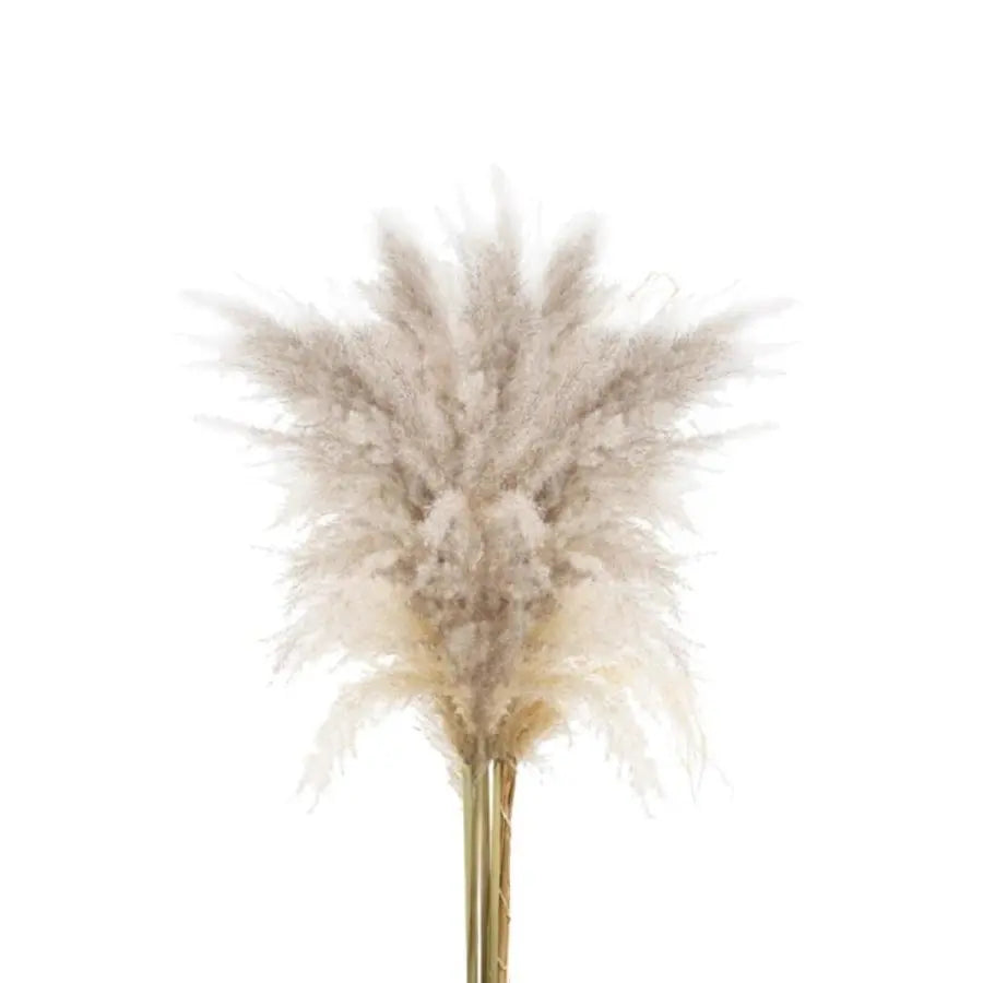 Dried Selloana Pampas Grass Bleached - 100 Stems
