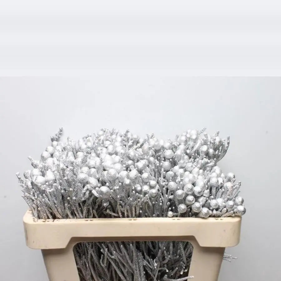 Painted Silver Brunia - 60 Stem Bunch Holex Dutch