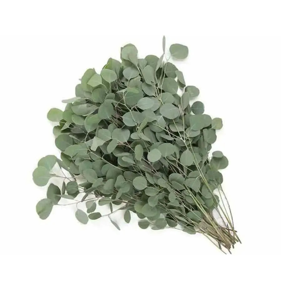 Silver Dollar Eucalyptus Bunch