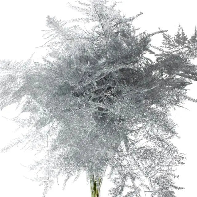 Asparagus Plumosa Painted - 50 Stem Bunch