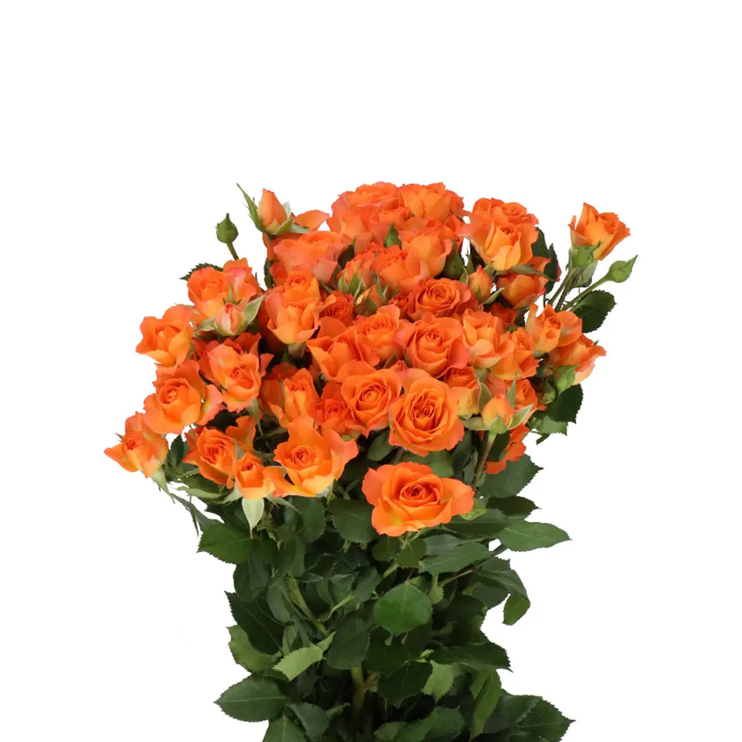 Spray Rose 4-Good Peach - 20 Stems Holex Dutch