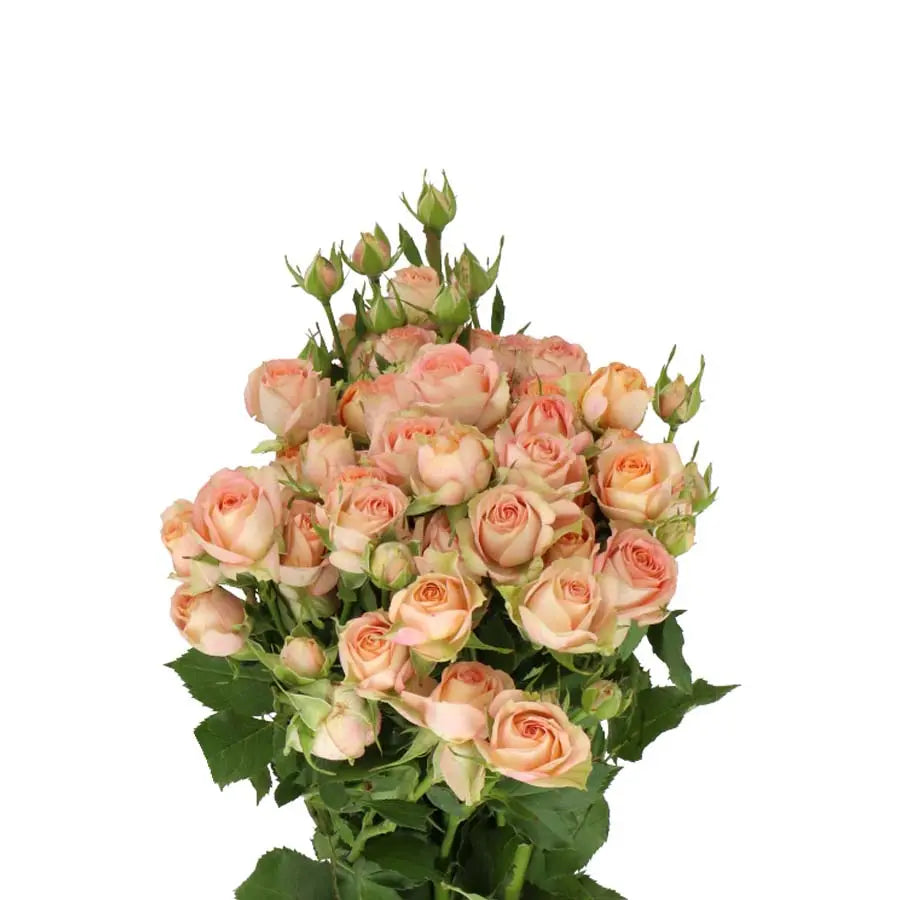 Spray Rose Azore - 20 Stems Holex Dutch