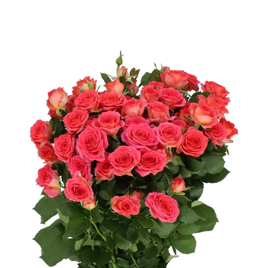 Spray Rose Chimo - 20 Stems Holex Dutch