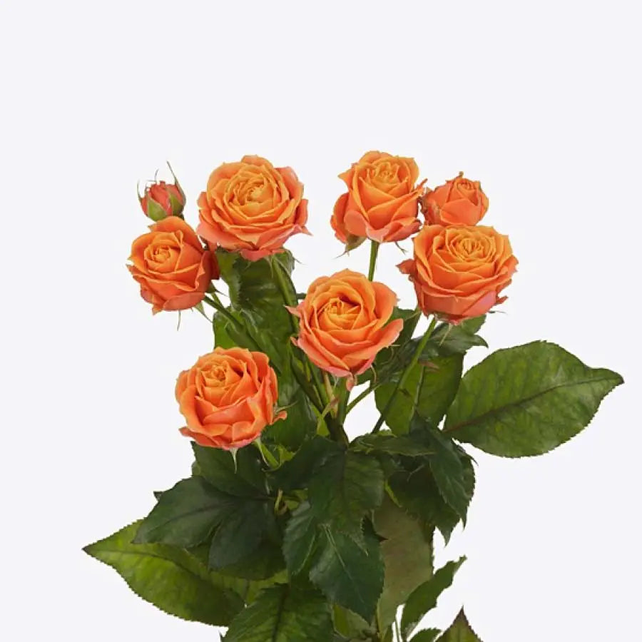Spray Rose Coral Bubbles - 20 Stems Holex Dutch