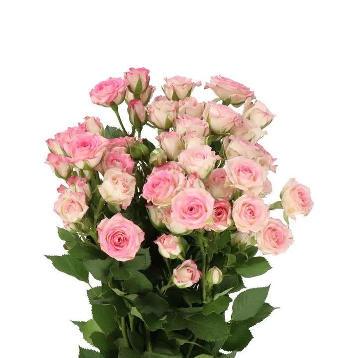 Spray Rose Creamy Twister - 20 Stem Bunch Holex Dutch
