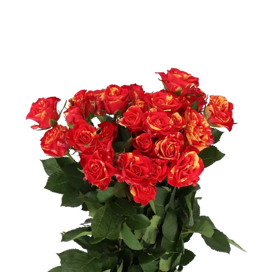 Spray Rose Fire Flash - 20 Stem Bunch Holex Dutch