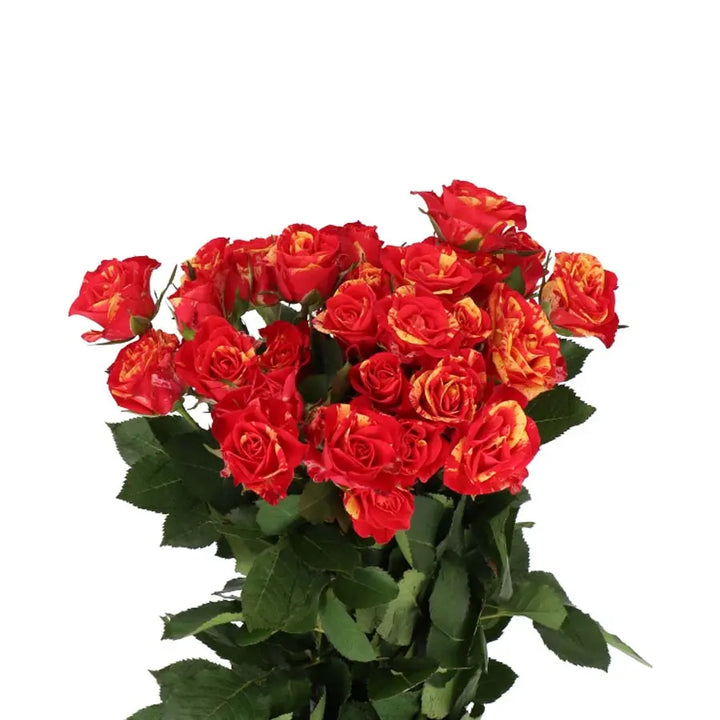 Spray Rose Fire Flash - 20 Stem Bunch Holex Dutch
