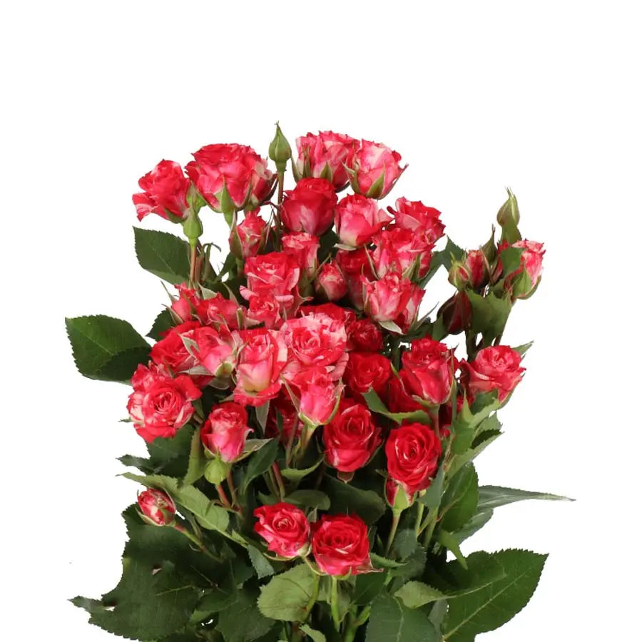 Spray Rose Fireworks - 20 Stems Holex Dutch