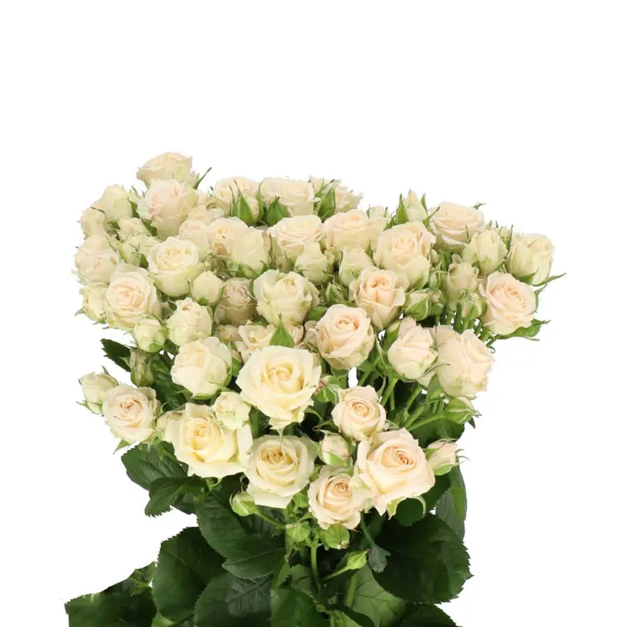 Spray Rose Jana - 20 Stem Bunch Holex Dutch