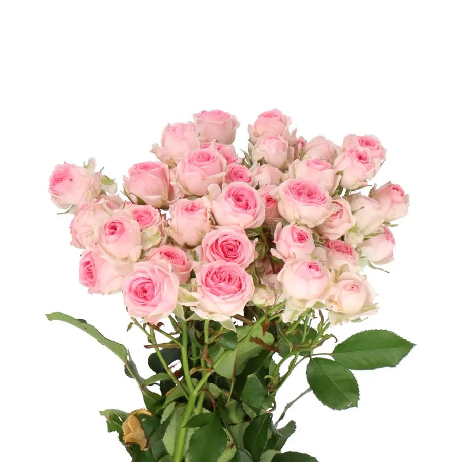 Spray Rose Kate Lynn - 20 Stems Holex Dutch
