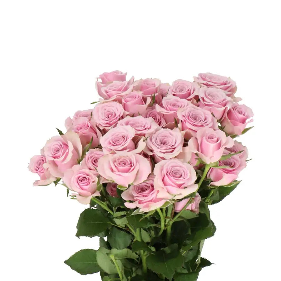 Spray Rose Leila - 20 Stems Holex Dutch