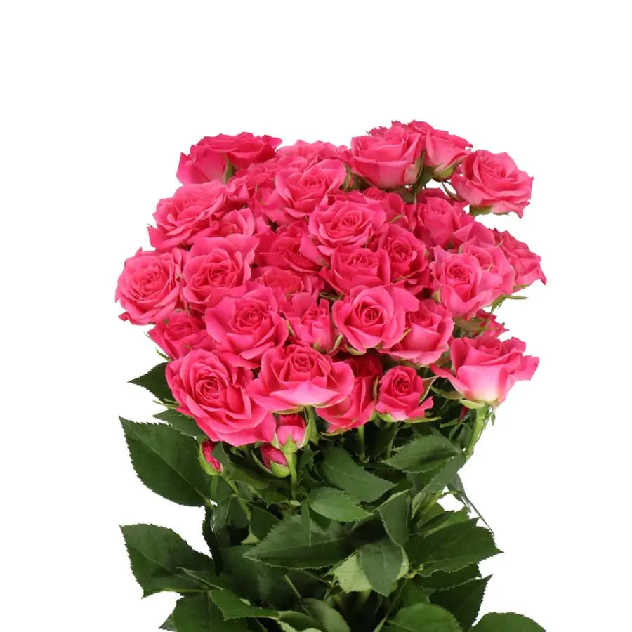 Spray Rose Lianne - 20 Stem Bunch Holex Dutch
