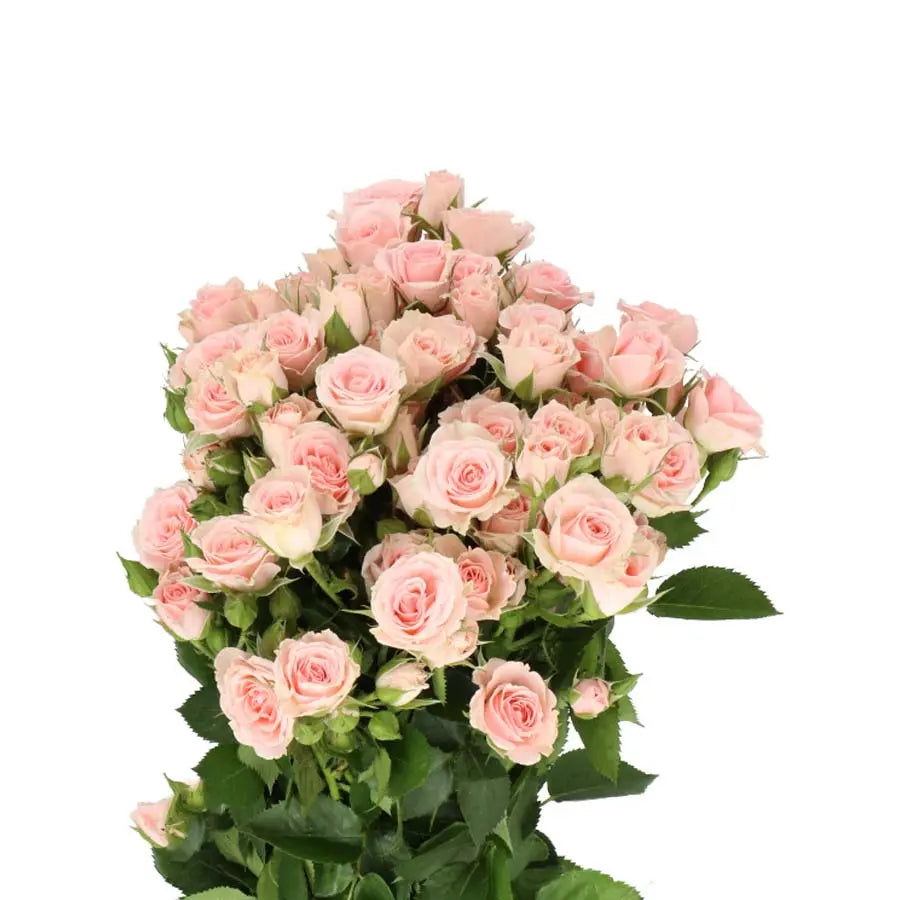 Spray Rose Lydia - 20 Stem Bunch Holex Dutch