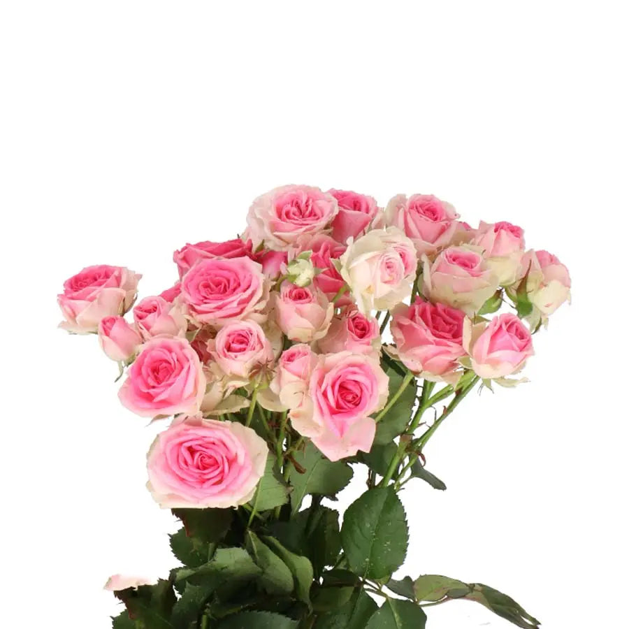 Spray Rose Mimi Eden - 20 Stem Bunch Holex Dutch