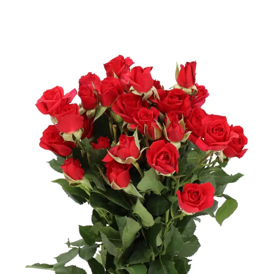 Spray Rose Mirabel - 20 Stem Bunch Holex Dutch