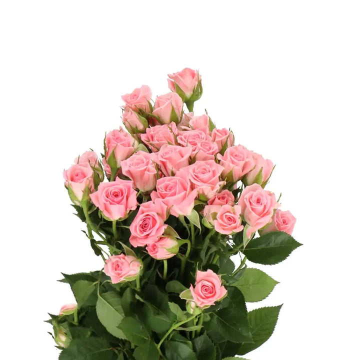 Spray Rose Odilia 50cm Holex Dutch