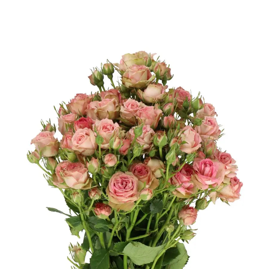 Spray Rose Pepita - 20 Stem Bunch Holex Dutch