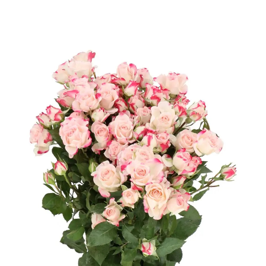 Spray Rose Reflex - 20 Stems Holex Dutch
