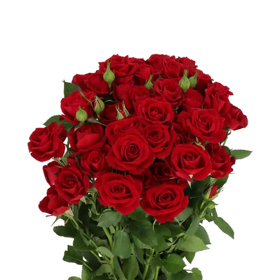 Spray Rose Rubicon - 20 Stem Bunch Holex Dutch